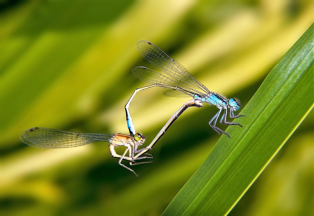 Эквилибристы..