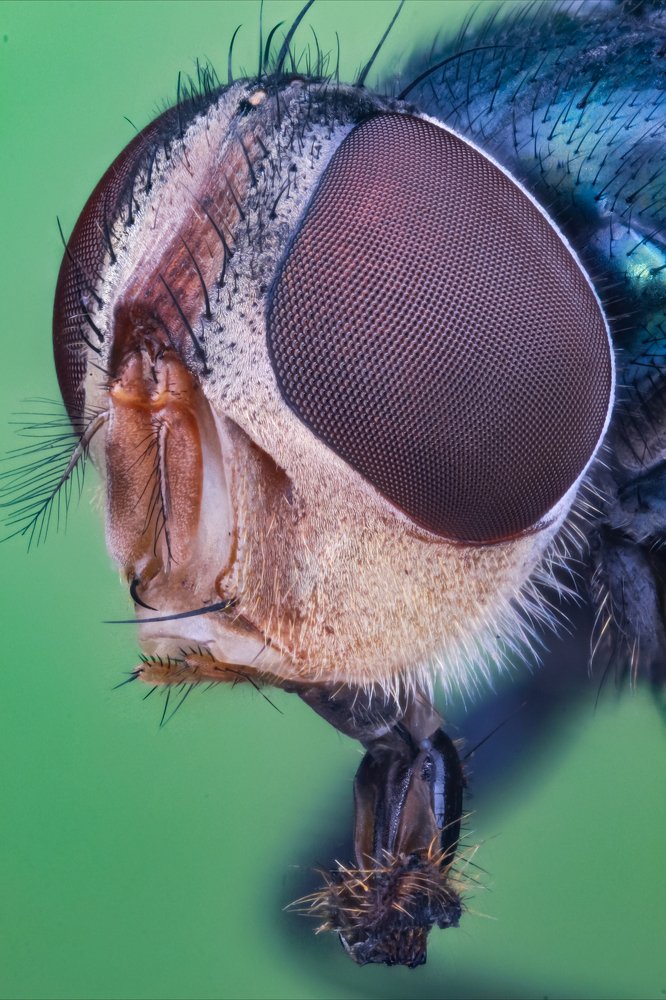 Green fly