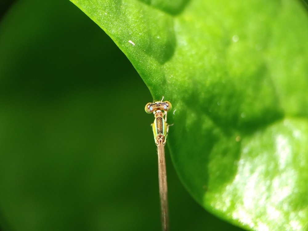 The hopper
