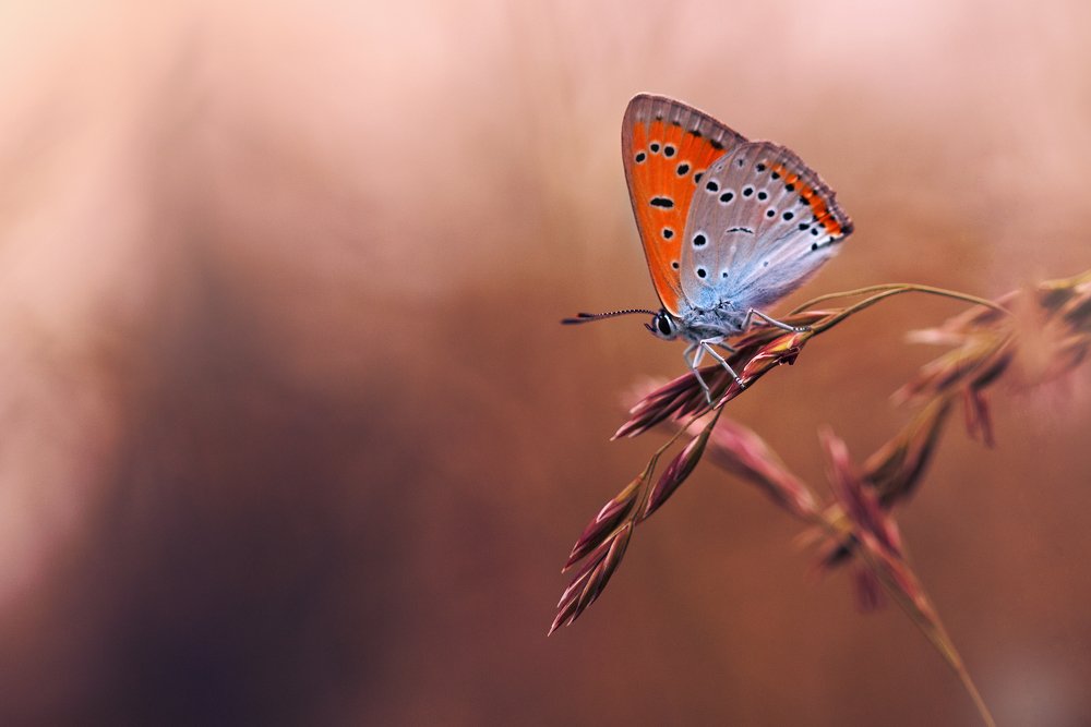 Photograph by Людмила Гудина