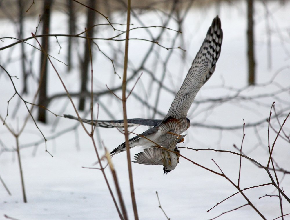 Удачная охота ястреба