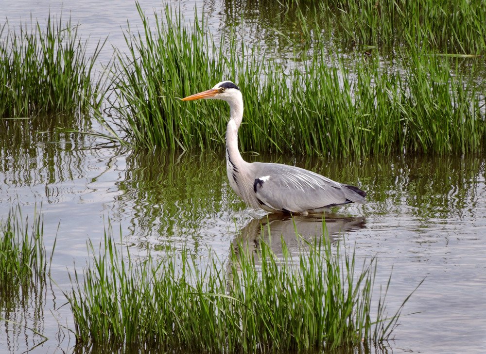 Серая цапля на охоте
