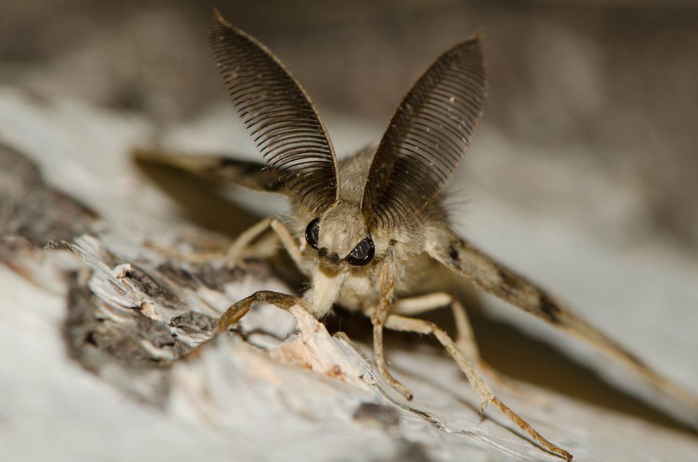 Фотография автора Татьяна Степанова