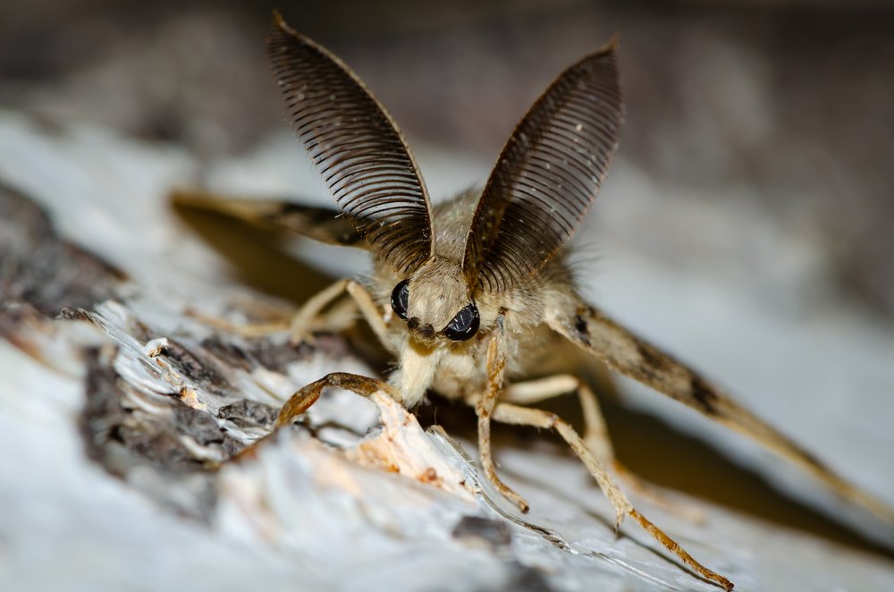 Фотография автора Татьяна Степанова