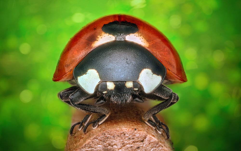 Photograph by Tsvetan Ganev