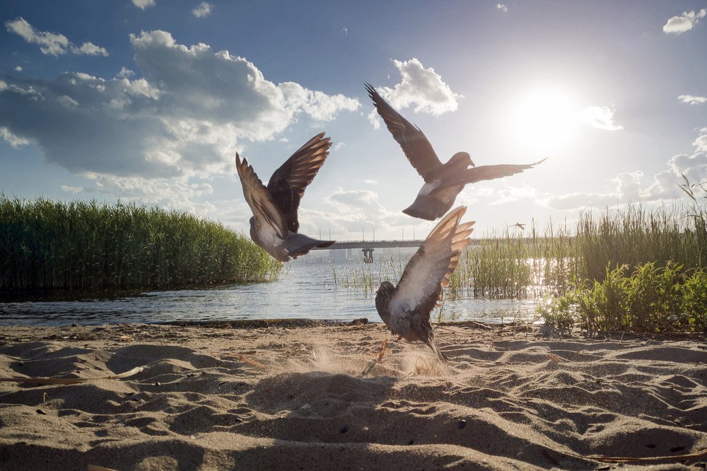 Врассыпную ...