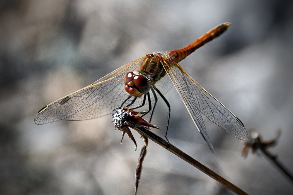 Dragonfly