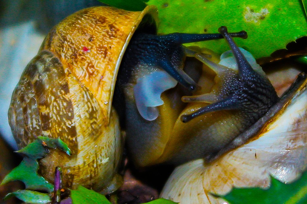 Snail Reproduction