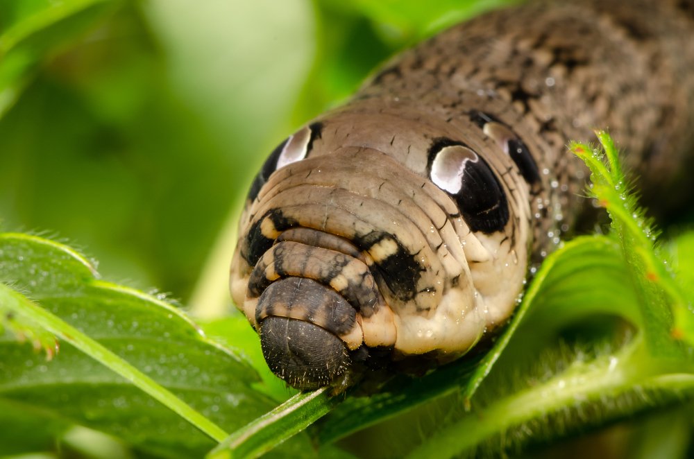 Фотография автора Татьяна Степанова