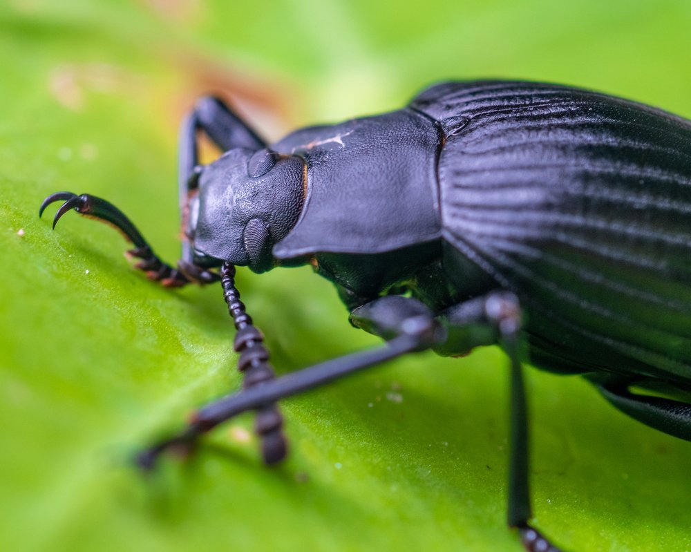 Жук чернотелка из семейства Tenebrionidae