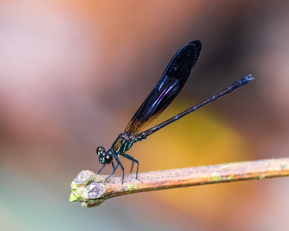 Стрекозка из рода Euphaea