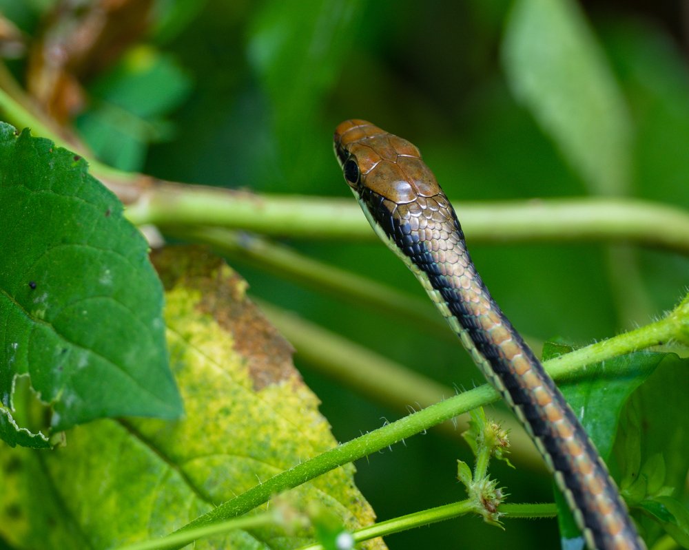 Photograph by Photons Reflectitur