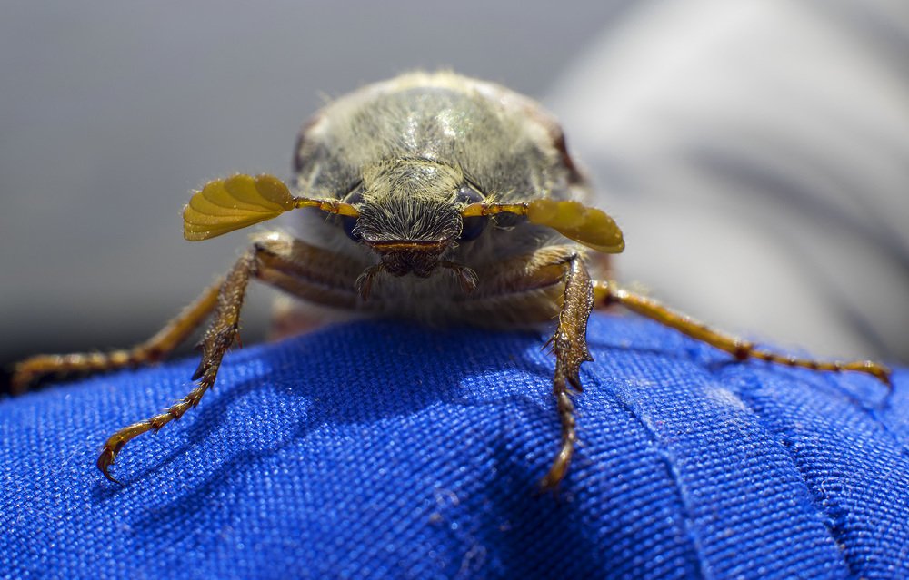 Майский жук