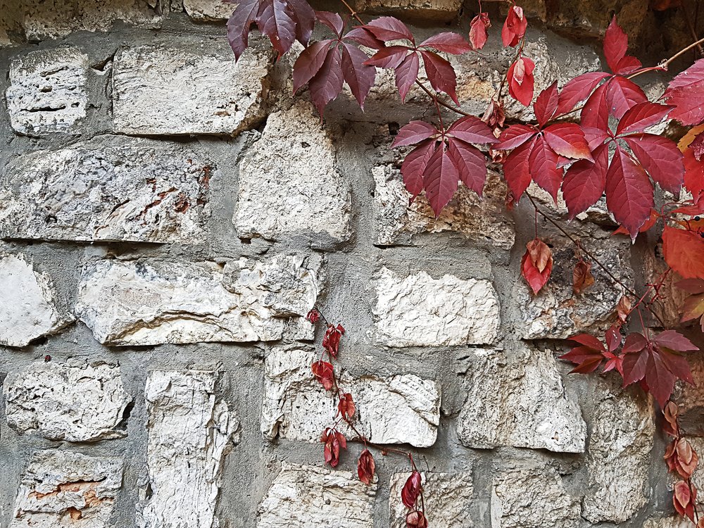 Red leaves on the rustic stonewall background