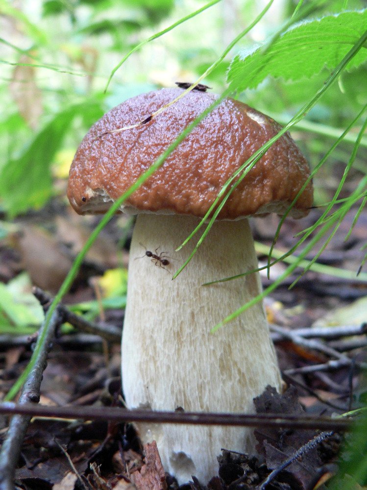 Жизнь муравья