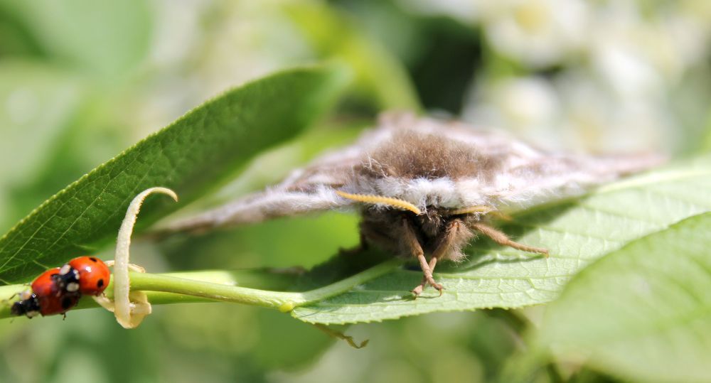 Соседство мотылька