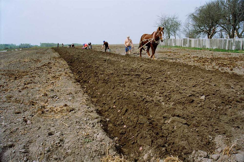 Весенние заботы.