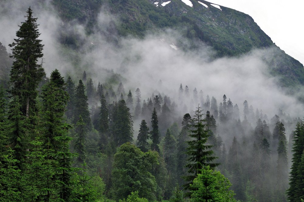 В туманных лесах Большой Лабы