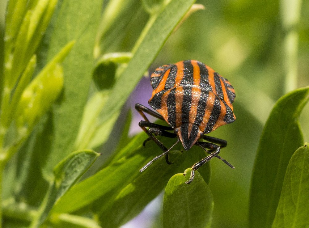 Щитник линейчатый