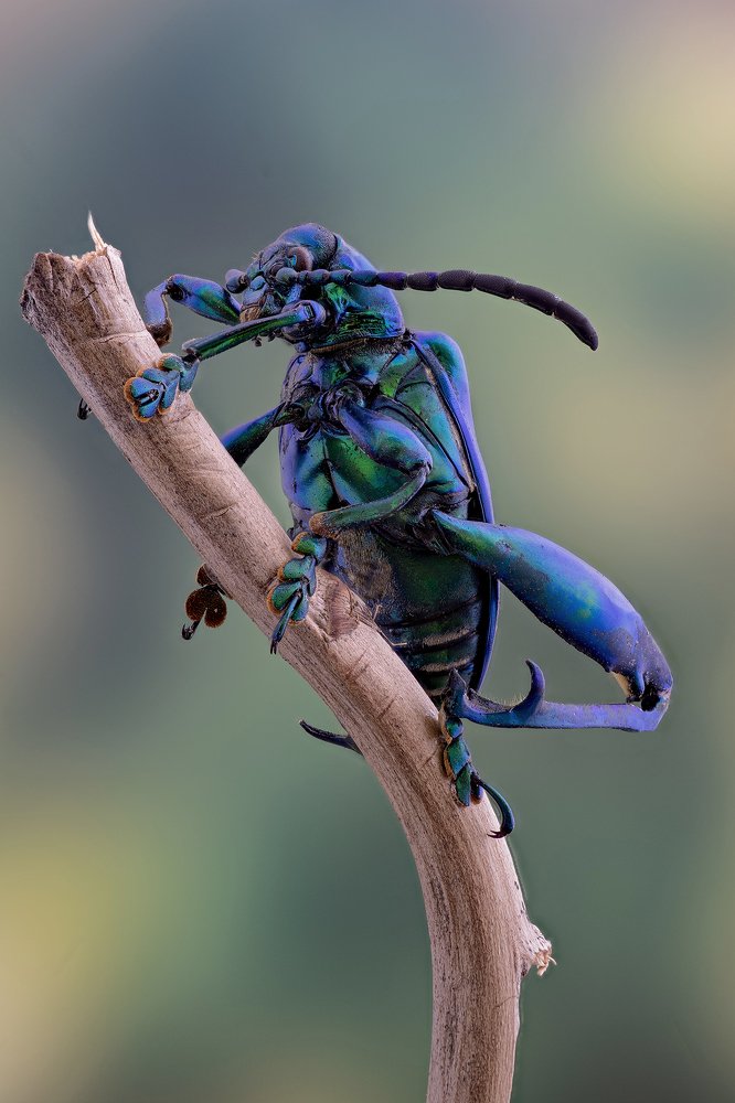 Frog-legged beetle - Sagra sp.