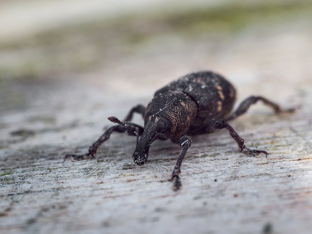 Долгоносик