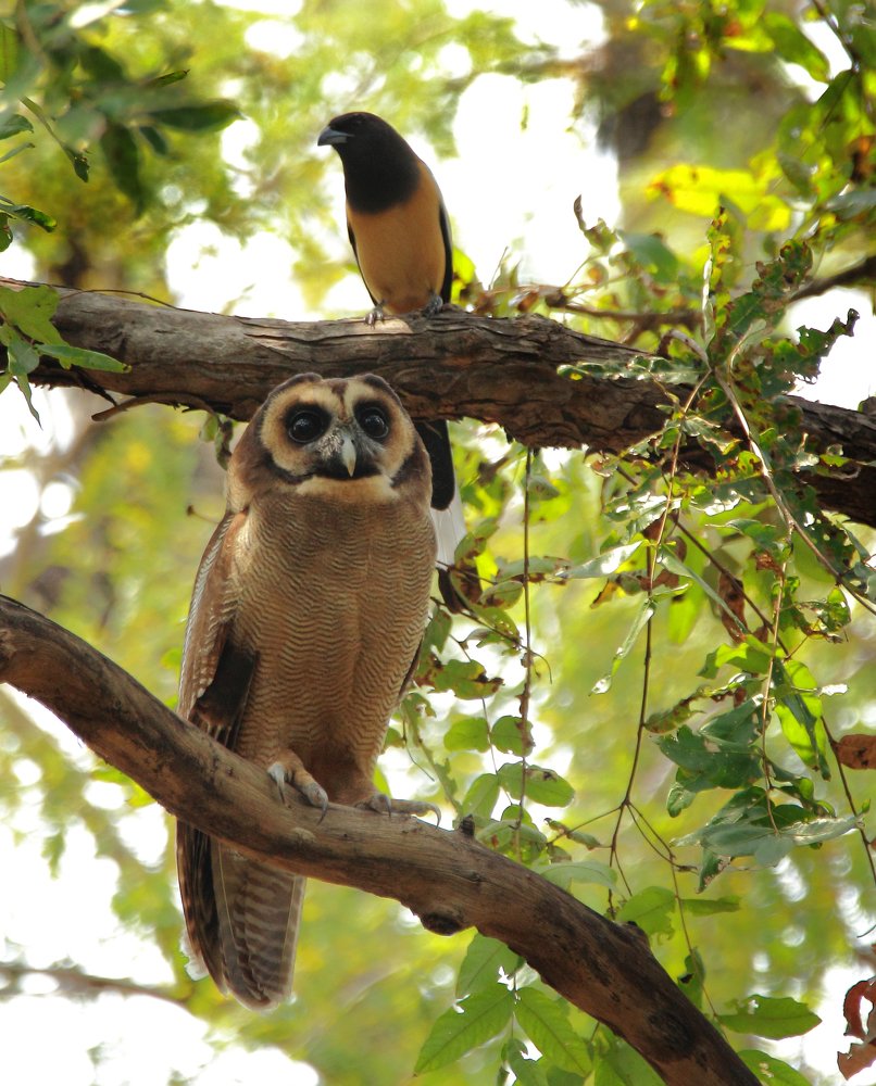 Brown wood owl & rufous treepie.