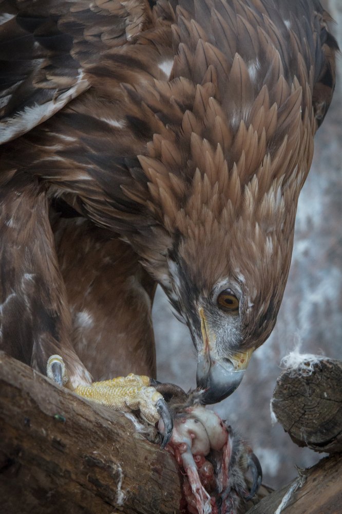 беркут с добычей