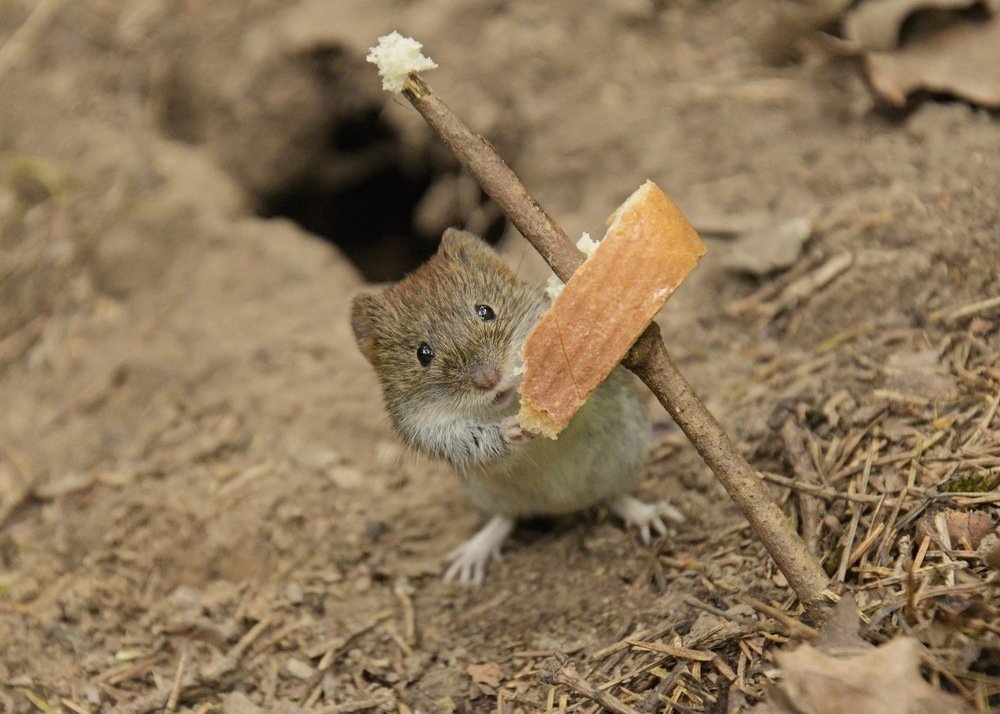 Удачно поохотилась