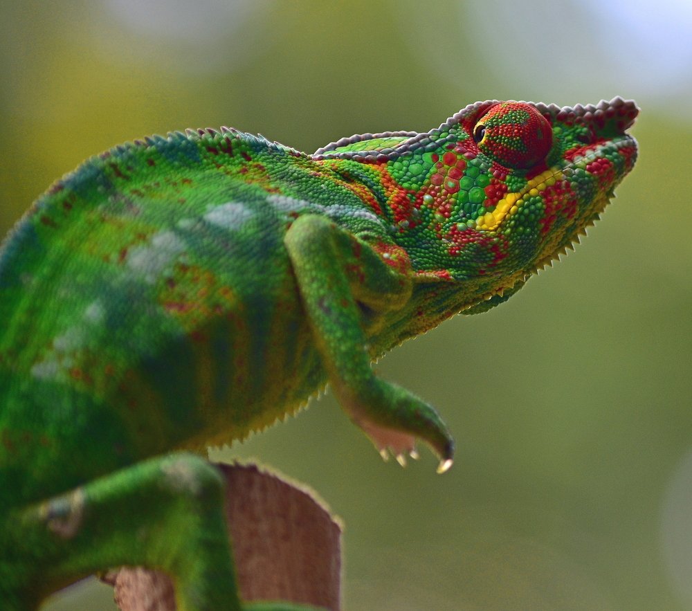 male chameleon