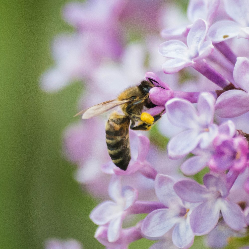 Photograph by Mary Parey