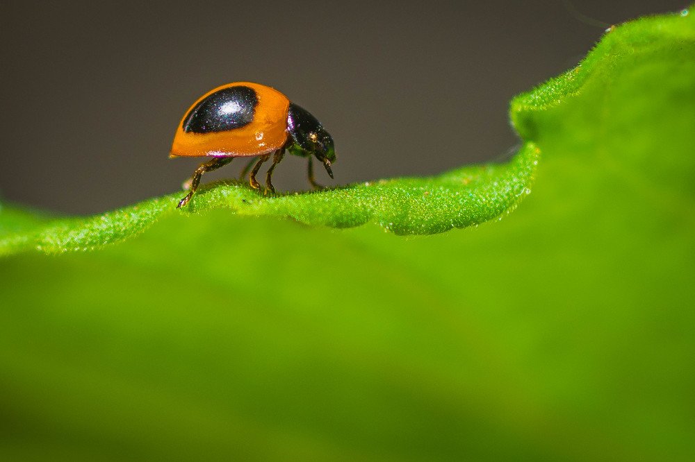 Ladybug