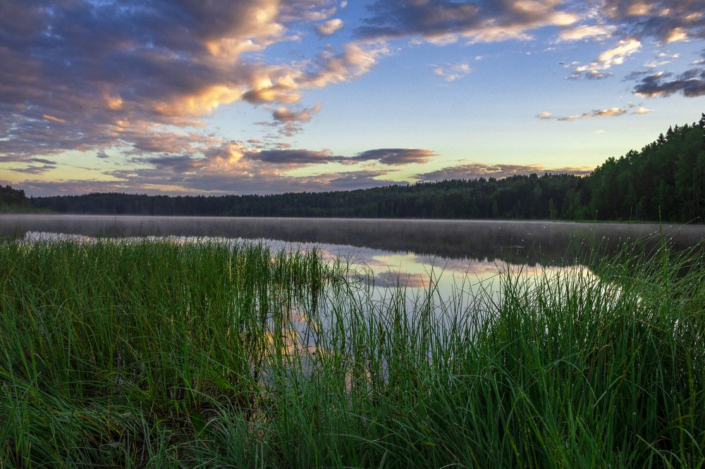 В тишине камыша