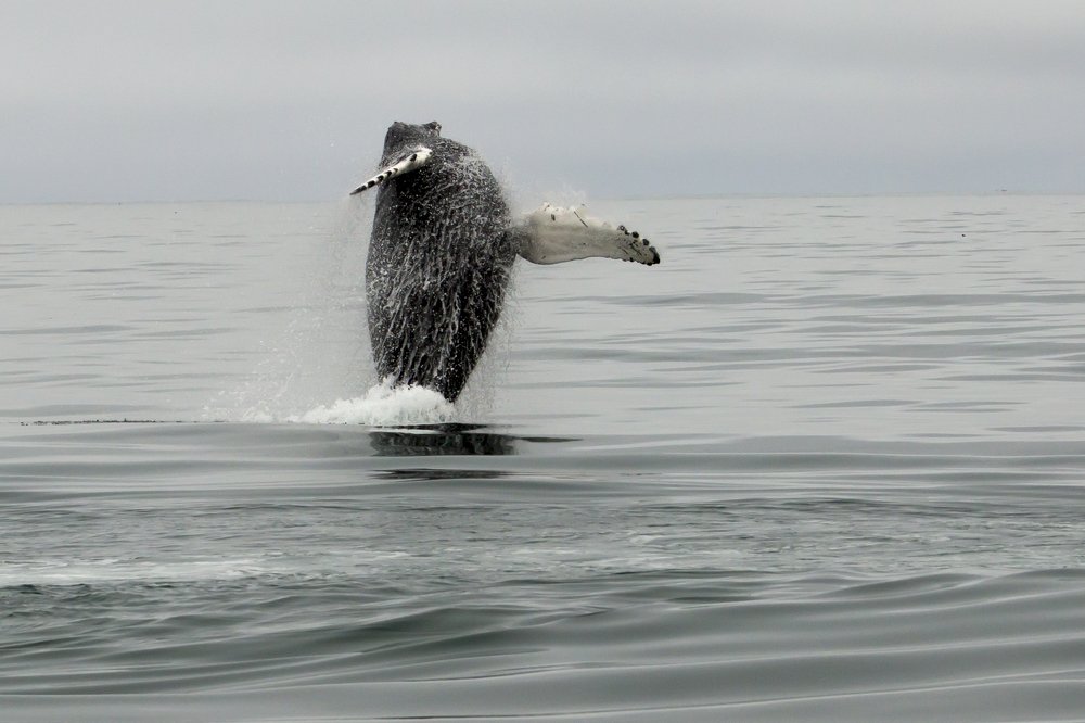 humpback whale