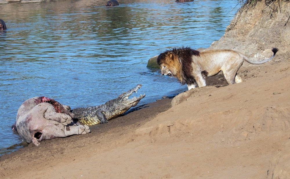 King of the river vs king of the land