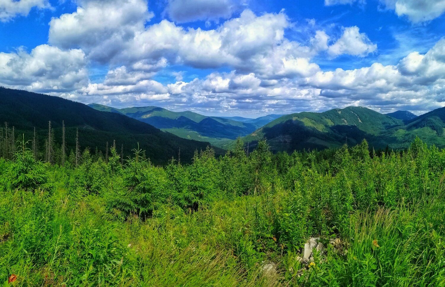 Карпати