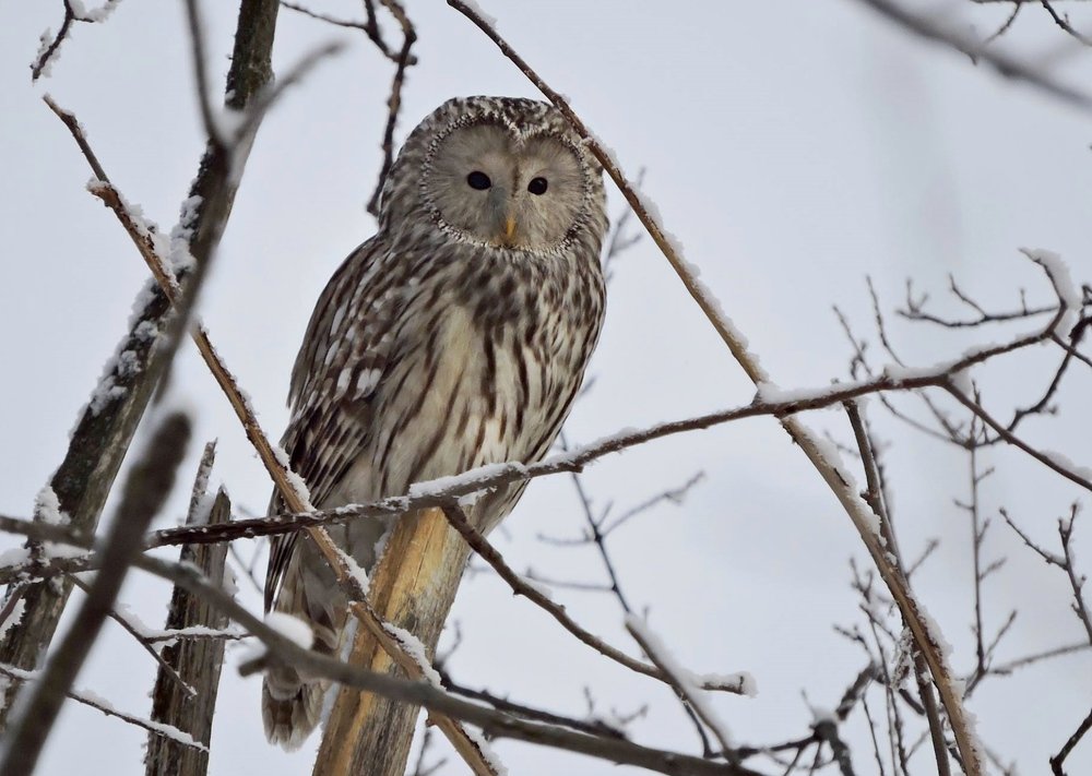 Серая неясыть на охоте