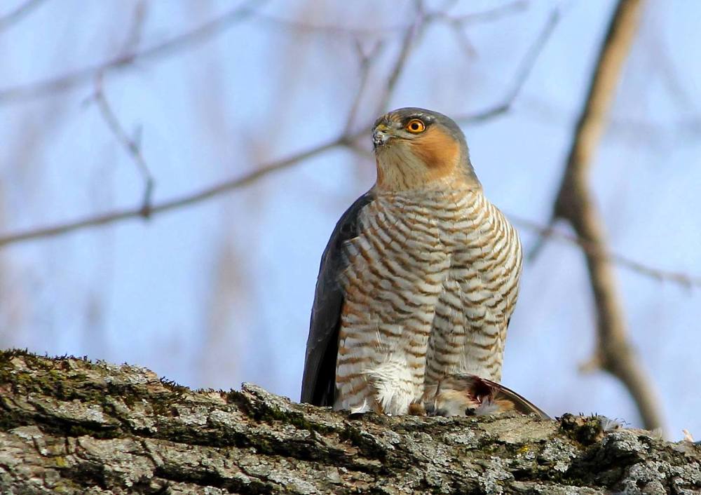 Хищник  за  трапезой