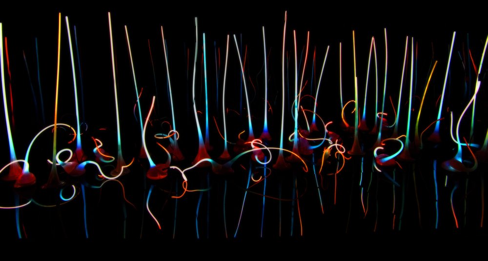 Стеклянный лес