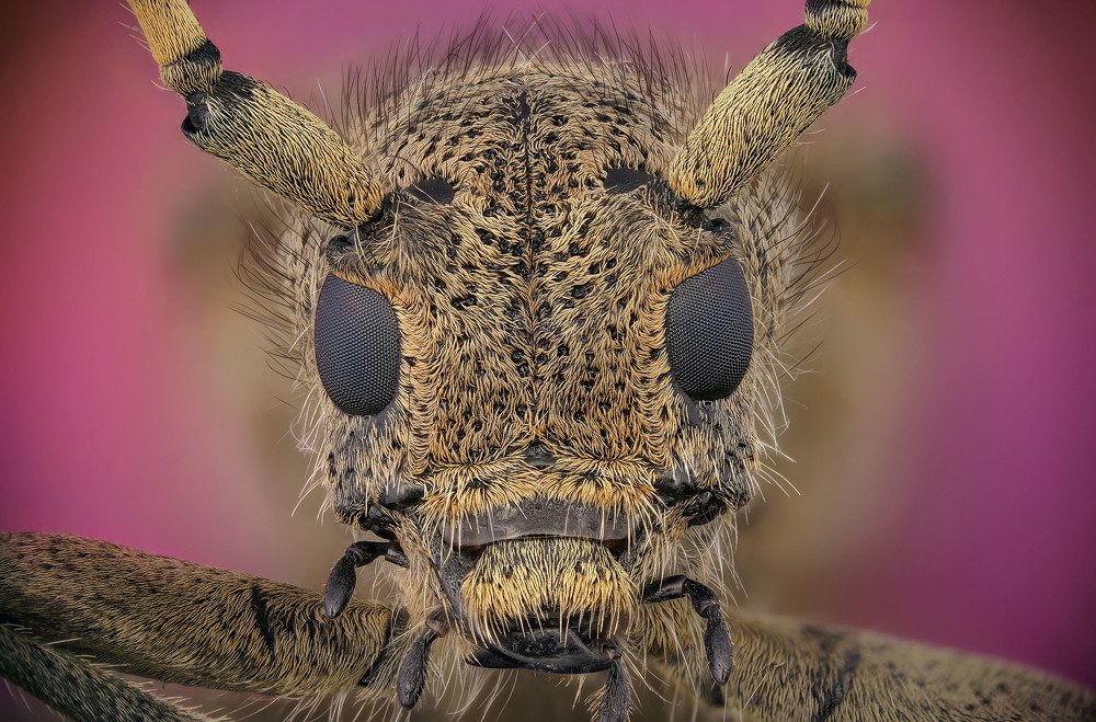 макро портрет