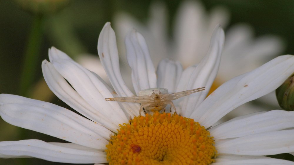 Притаился...