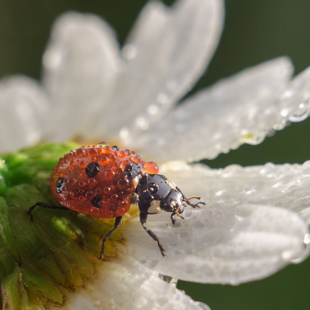 Photograph by Аксана Чалова