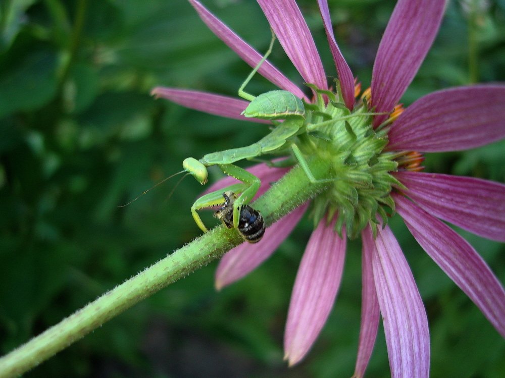 Мир насекомых...