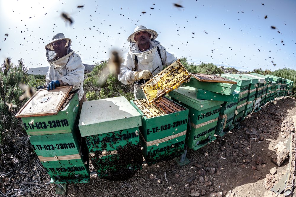 Beekeeping lovers