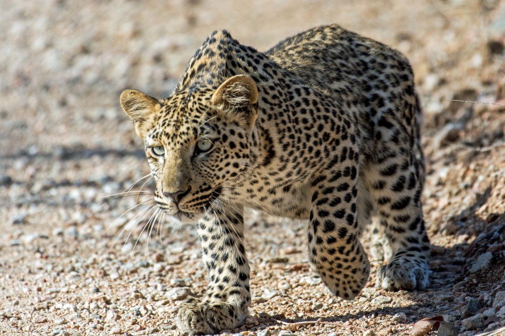 Graceful and powerful leopard