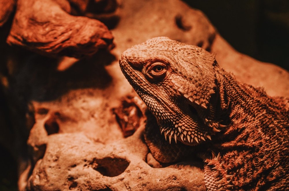 Бородатая Агама