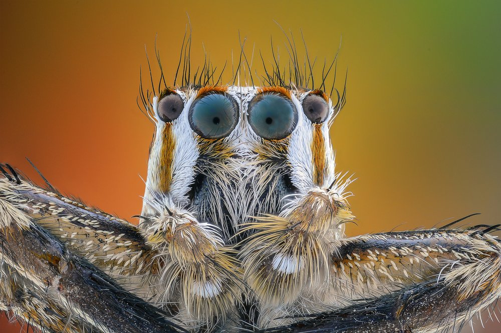 Jumping spider