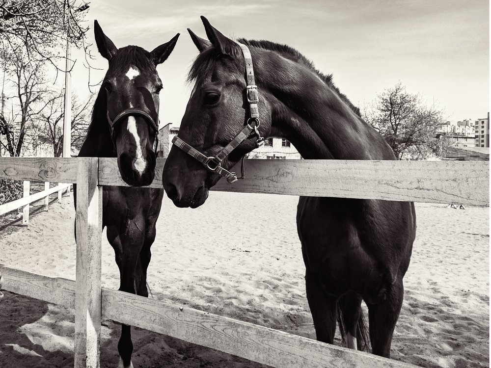 Несущие ветер. Весна