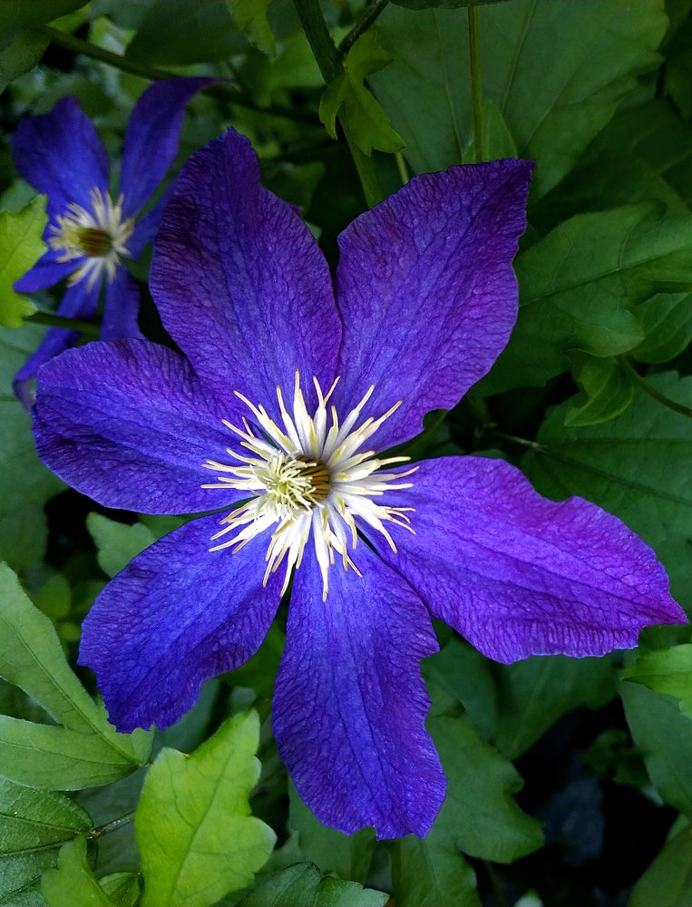 Цветы клематиса