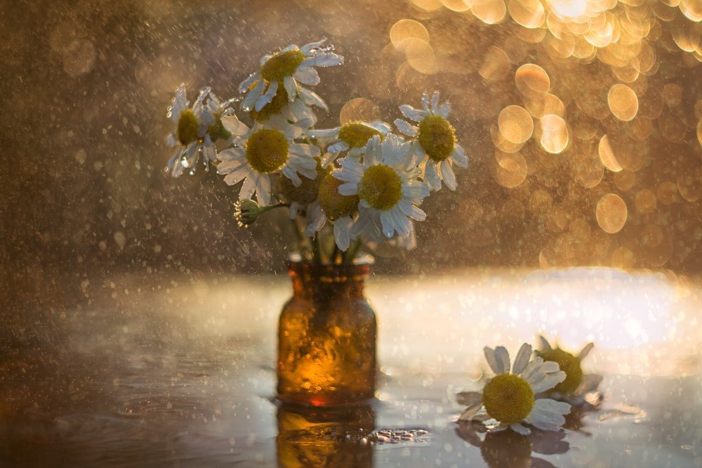 Солнышки лета...