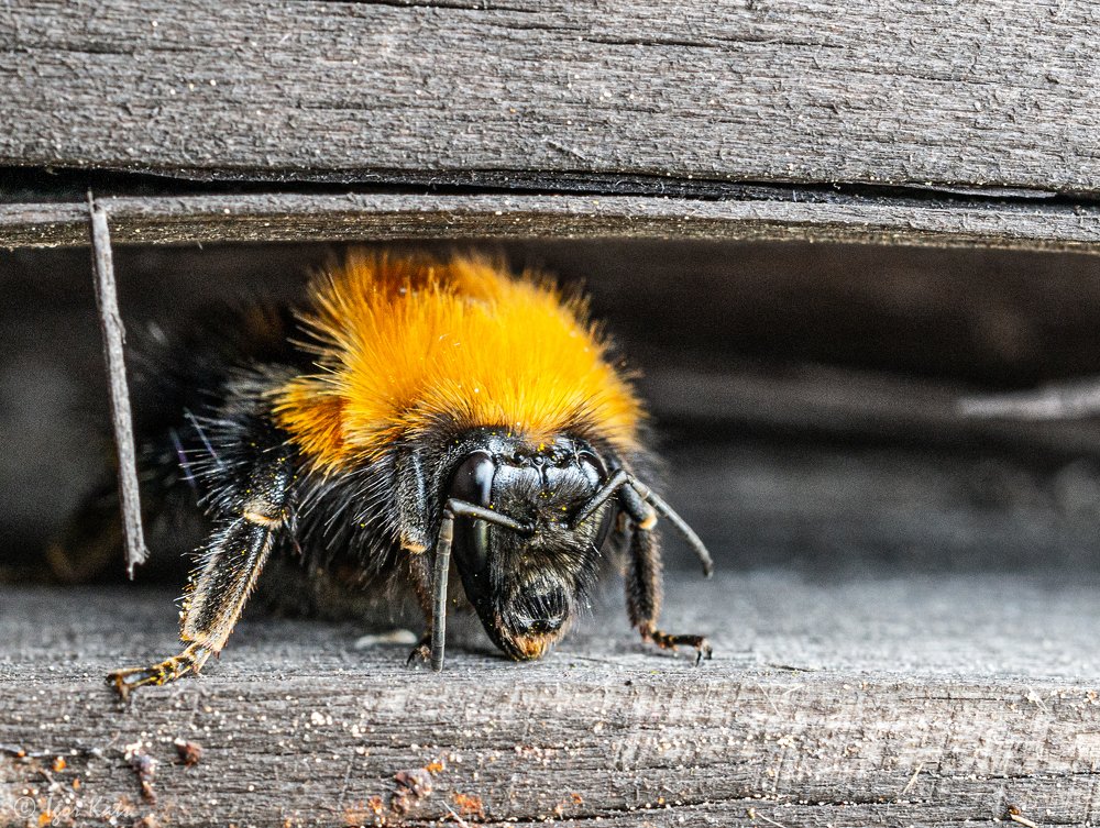 Photograph by Игорь Кац